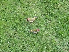 Picus viridis