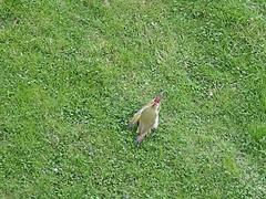 Picus viridis