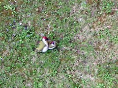 Picus viridis