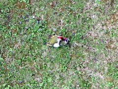 Picus viridis