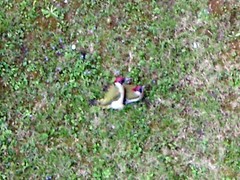 Picus viridis