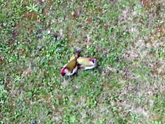 Picus viridis