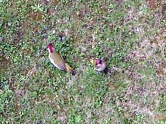 Picus viridis