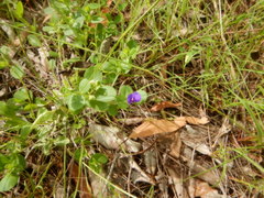 Polygala orbicularis