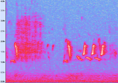 Pterorhinus chinensis