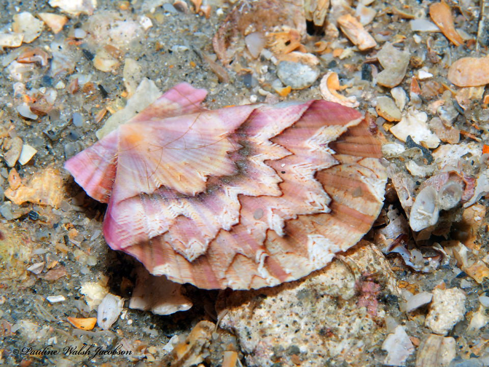 Scallops and Allies