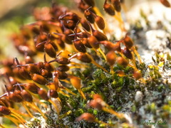 Pterygoneurum ovatum