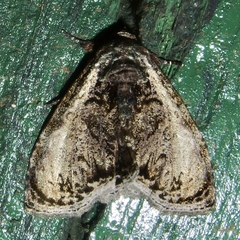 Lepidodes