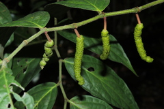 Piper avellanum