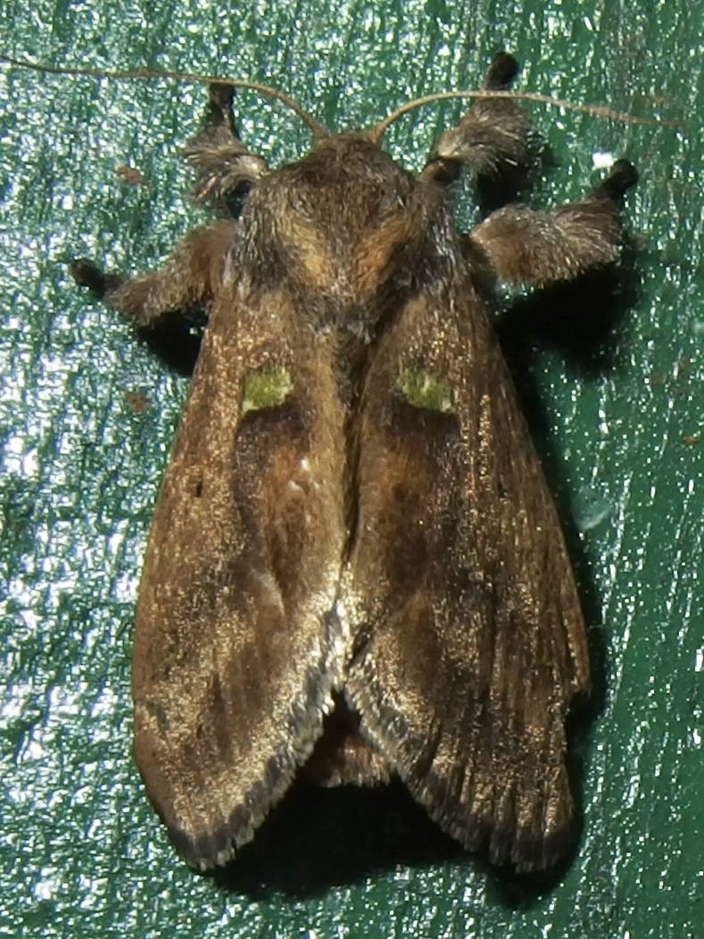 Limacodidae image