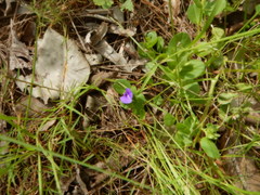 Polygala orbicularis
