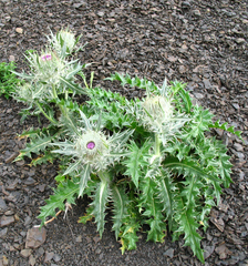 Cirsium macrocephalum