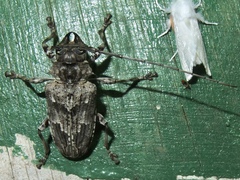 Dryoctenes scrupulosus