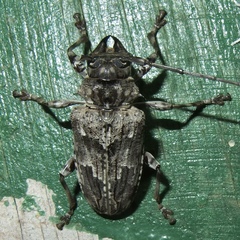 Dryoctenes scrupulosus