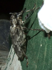 Dryoctenes scrupulosus