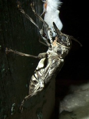 Dryoctenes scrupulosus