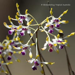 Dendrobium canaliculatum