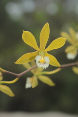 Encyclia ceratistes