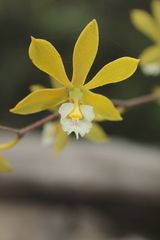 Encyclia ceratistes