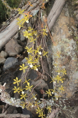 Encyclia ceratistes