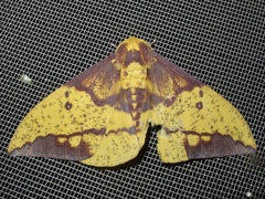 Image of Eacles imperialis