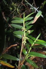 Maxillaria brevifolia