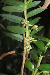 Maxillaria brevifolia