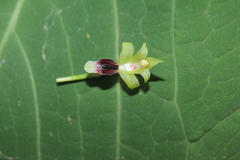 Maxillaria brevifolia