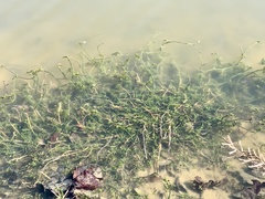 Hydrilla verticillata