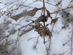 Magnoliopsida