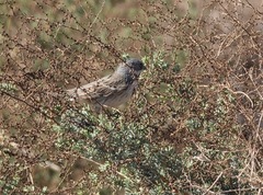 Artemisiospiza belli