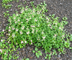 Lamium tomentosum
