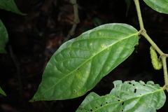 Piper avellanum