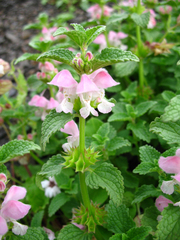 Lamium tomentosum