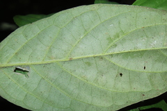 Piper avellanum
