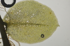 Plagiomnium rostratum