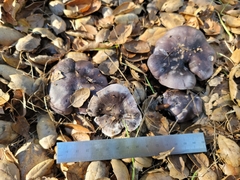 Tricholoma griseoviolaceum