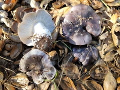 Tricholoma griseoviolaceum