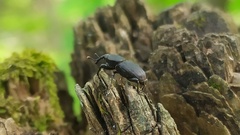 Sphenophorus striatopunctatus