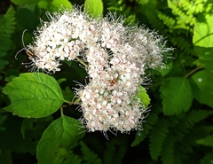 Spiraea corymbosa