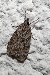 Scoparia basistrigalis