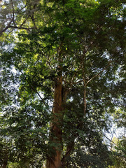 Savia dictyocarpa