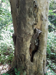 Savia dictyocarpa