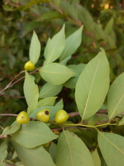 Savia dictyocarpa