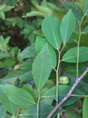 Savia dictyocarpa