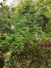 Savia dictyocarpa