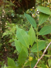 Savia dictyocarpa