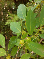 Savia dictyocarpa
