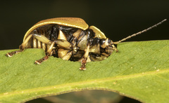 Paropsis lutea