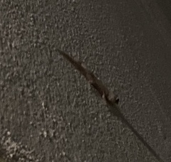 Hemidactylus mabouia